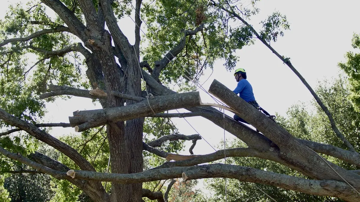 Professional Hazardous Tree Removal performed by certified arborists in Somerville